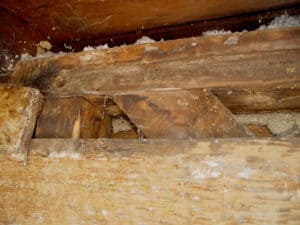 Pegs used to hold beams together in historic balloon framing